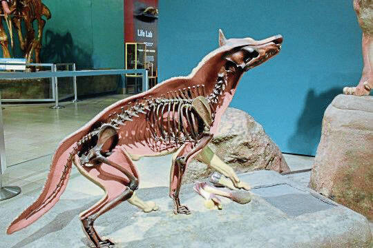 8411970_web1_vnd-direWolf10-021423