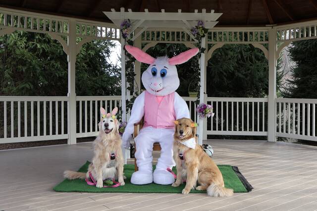 8420046_web1_golden-retrievers-w-easter-bunny
