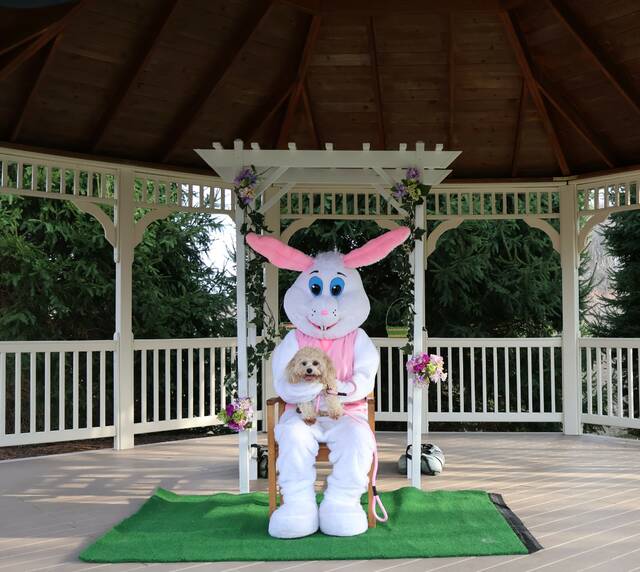 8420046_web1_little-dog-with-easter-bunny