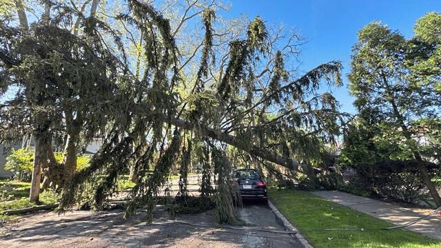 8457856_web1_vnd-oakmonttree001-043035