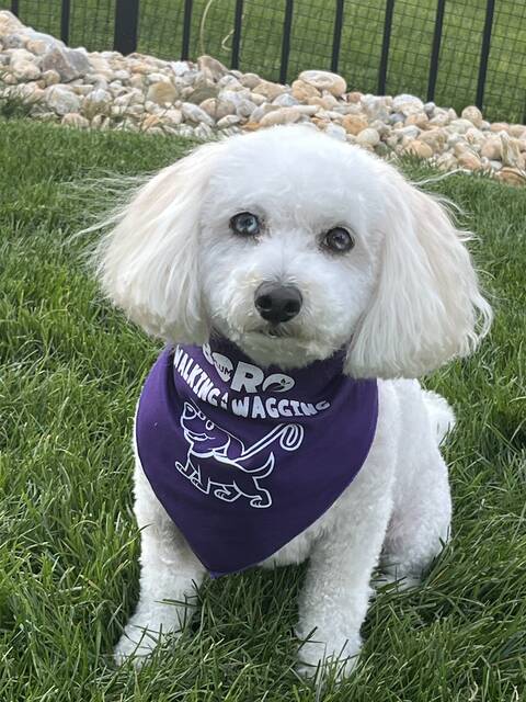 8421348_web1_pal-walkingandwagging-042425
