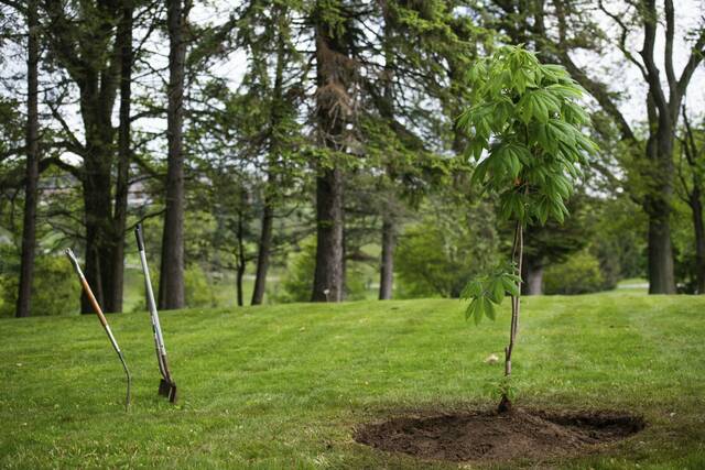 8476730_web1_gtr-SetonHillTree5-050825