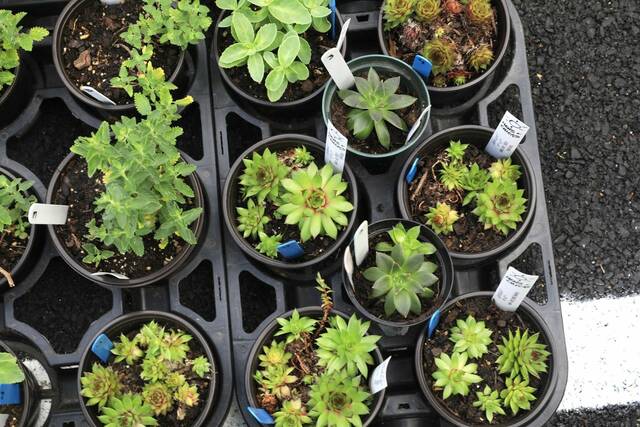 8518965_web1_naj-GardenSaleSuccu-052925