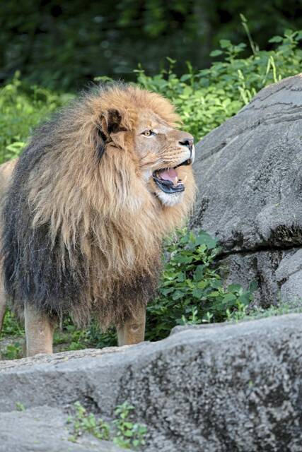 8519617_web1_ptr-lionhondo-1