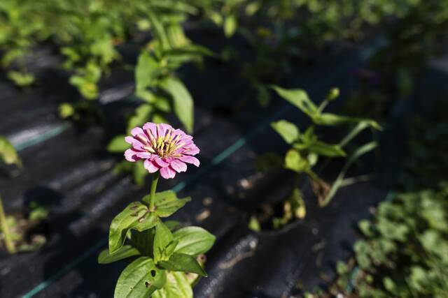 8416652_web1_gtr-localbeekeepers1-06082025