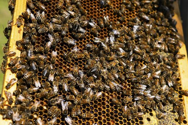 8416652_web1_gtr-localbeekeepers2-06082025