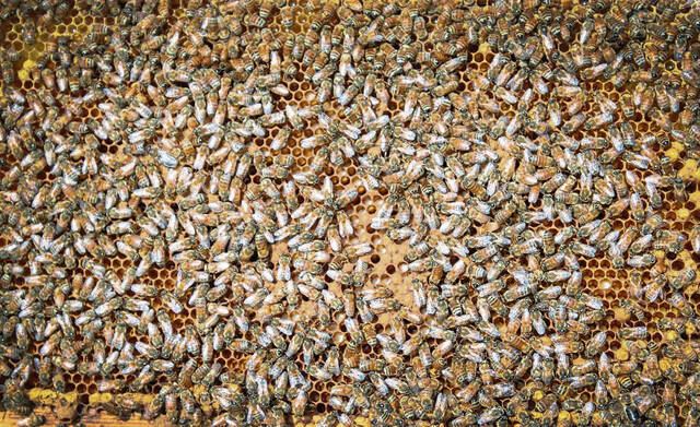 8416652_web1_gtr-localbeekeepers37-060825