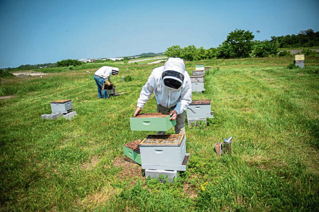 8416652_web1_gtr-localbeekeepers39-060825