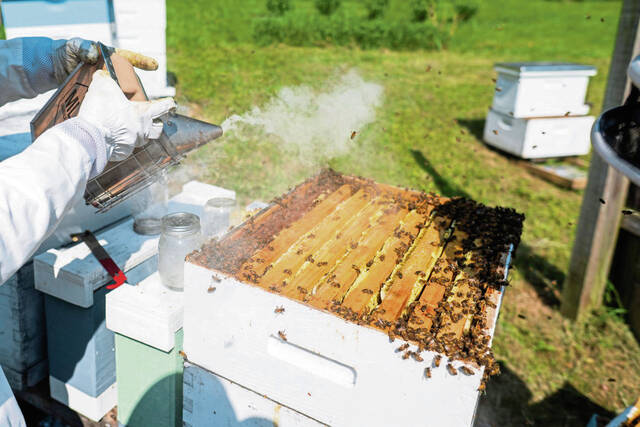 8416652_web1_gtr-localbeekeepers5-06082025