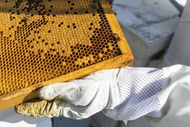 8416652_web1_gtr-localbeekeepers7-06082025