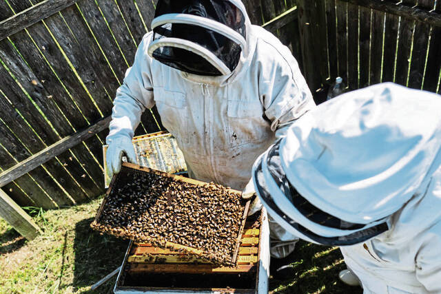 8416652_web1_gtr-localbeekeepers8-06082025