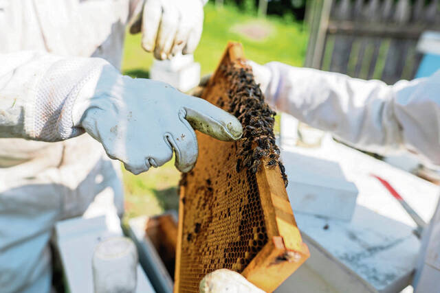 8416652_web1_gtr-localbeekeepers9-06082025