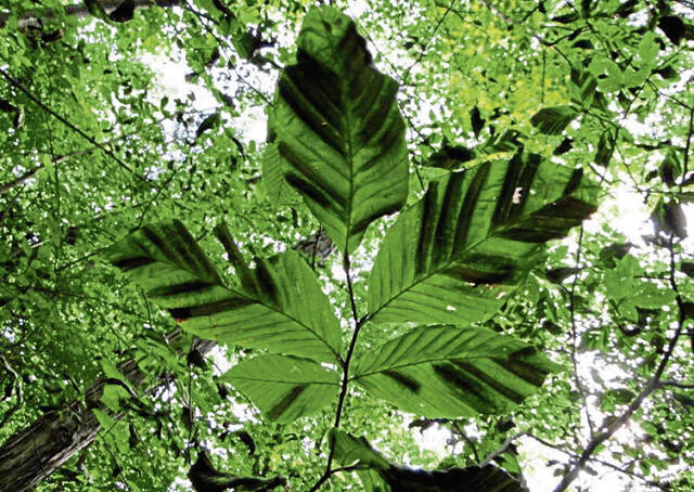 8509687_web1_gtr-beechtrees-051725