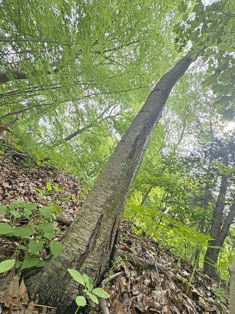 8509687_web1_gtr-beechtrees2-051725