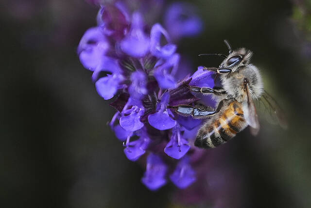 8542732_web1_AP25176495344739