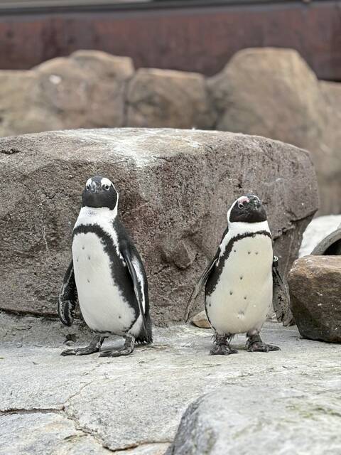 8543295_web1_part-nataviarysumpengu-060325