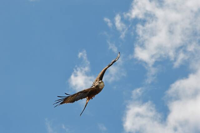 8543295_web1_part-nataviarysumskydeckkite-060325