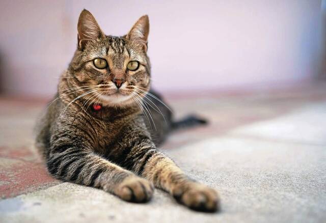 8559117_web1_Cat