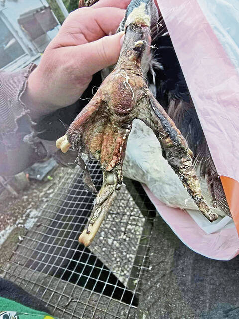 8561099_web1_gtr-fishinggeese4