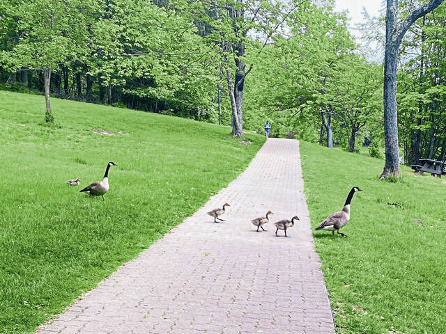 8561099_web1_gtr-fishinggeese5