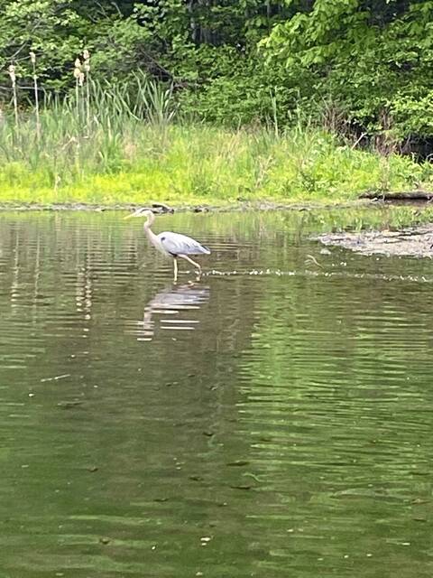 8561099_web1_gtr-fishinggeese6