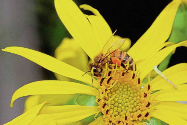 8569844_web1_gtr-honeybee-061521 8569844_web1_gtr-honeybee-061521