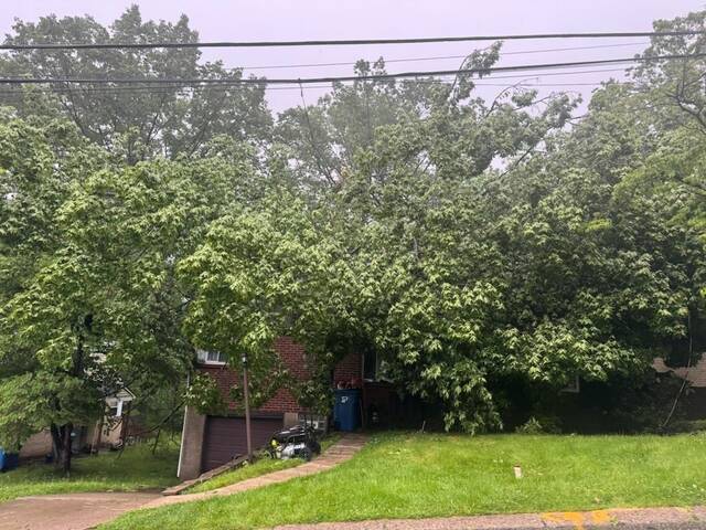 8572732_web1_php-TreeCoveringHouse-062625