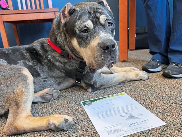 8587784_web1_her-pawfficer-061925-7