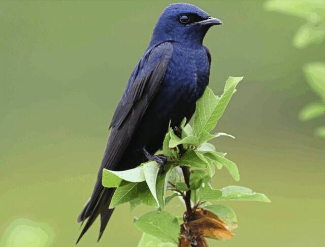 8596941_web1_vnd-purplemartins-061325