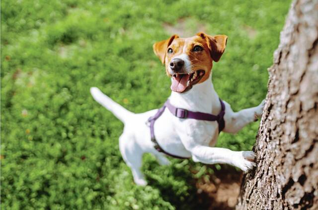 8604734_web1_Dog-Jack-Russell