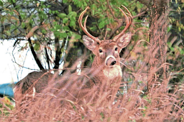 8637044_web1_WEB-deer-buck-local
