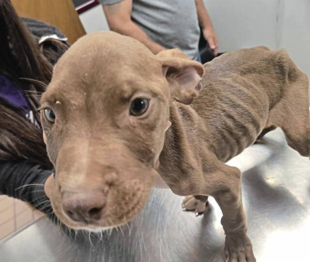8637525_web1_gtr-gbgpuppies