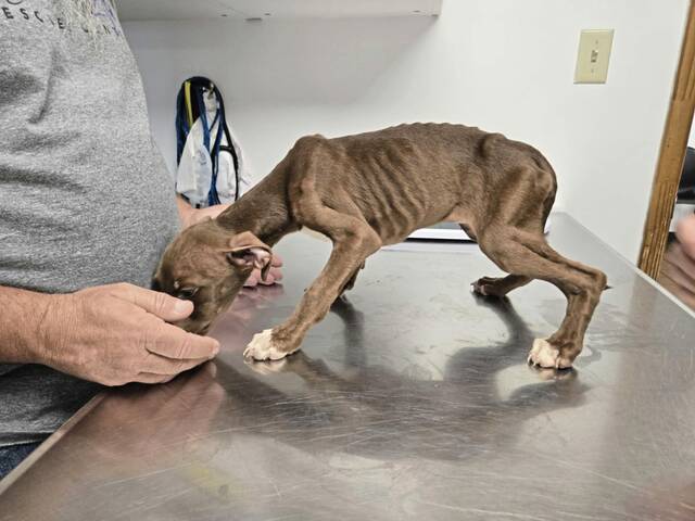 8637525_web1_gtr-gbgpuppies2