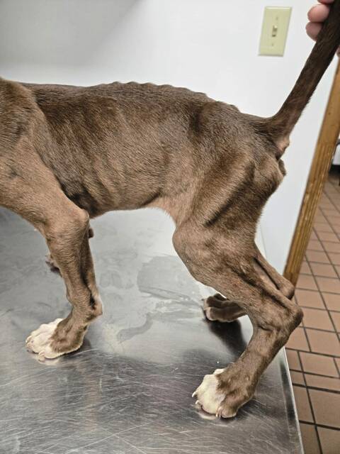 8637525_web1_gtr-gbgpuppies4