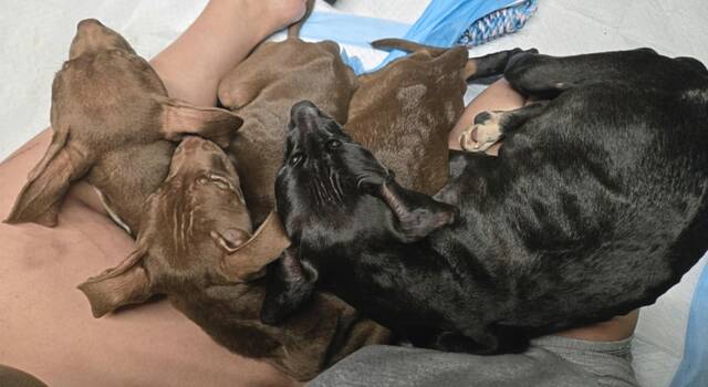 8637525_web1_gtr-gbgpuppies5