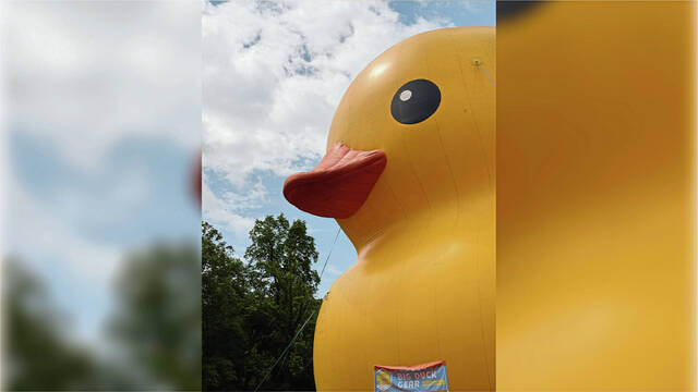 8637846_web1_gtr-GiantDuck-5