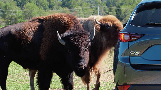 8586489_web1_bison