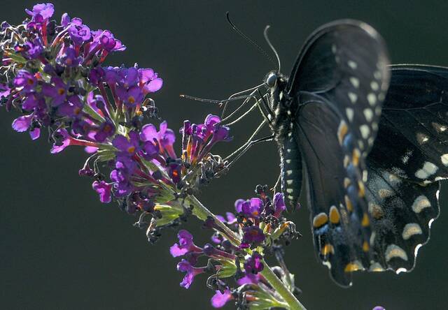 8655374_web1_vnd-lo-butterflyfeature1-081120