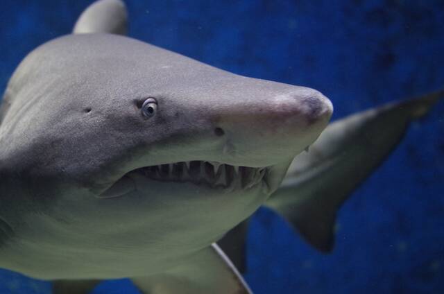 8665768_web1_shark-674867_1920