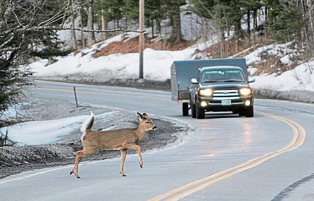Plum mayor pushing for borough deer cull; council president skeptical