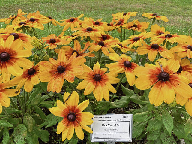 8668348_web1_naj-RudbeckiaFlowers-071725