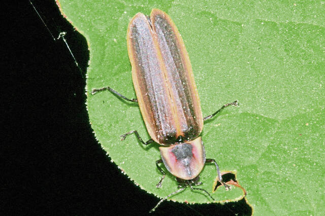 8668920_web1_firefly