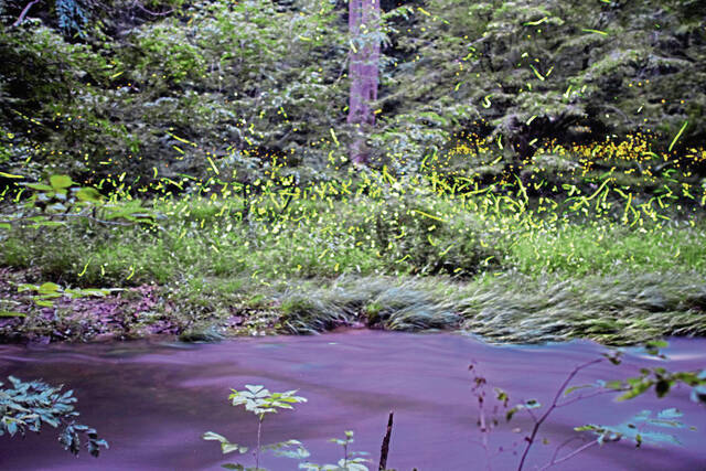 8668920_web1_vnd-fireflies001-071125