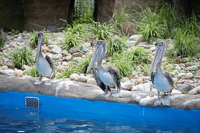 8675091_web1_ptr-zoopenspelicans-1
