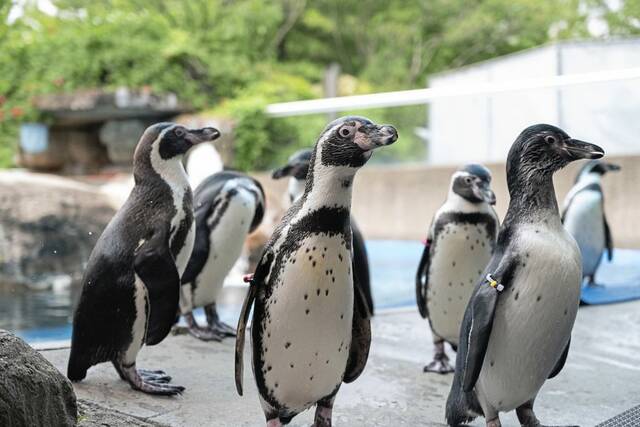 8675091_web1_ptr-zoopenspelicans-2