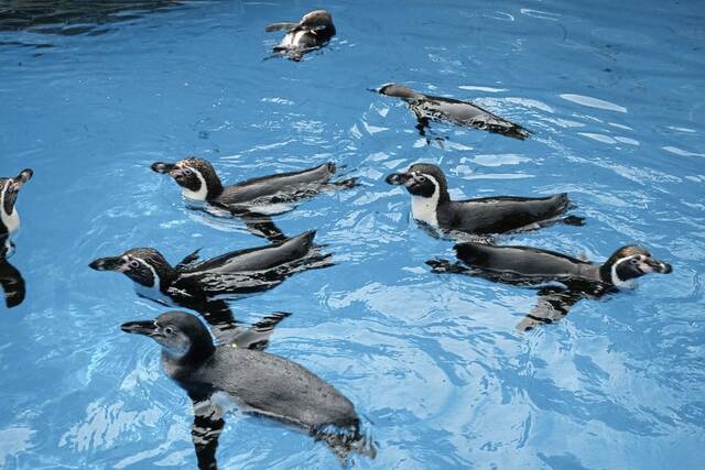 8675091_web1_ptr-ZooPensPelicans