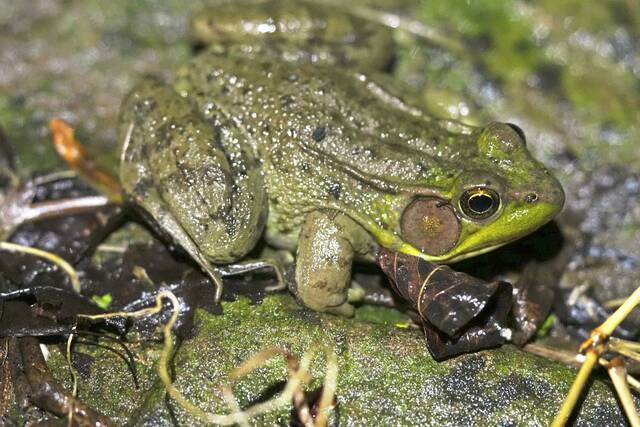 8675319_web1_gtr-frogweek1-071225