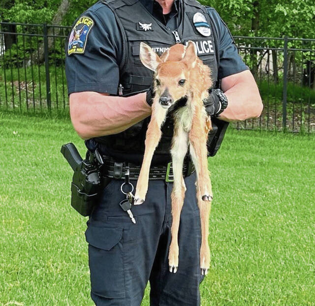 8691518_web1_Franklin_Park_fawn_rescue