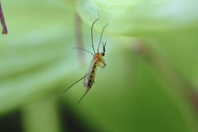 West Nile virus detected in Allegheny County, 7 neighborhoods to get sprayed