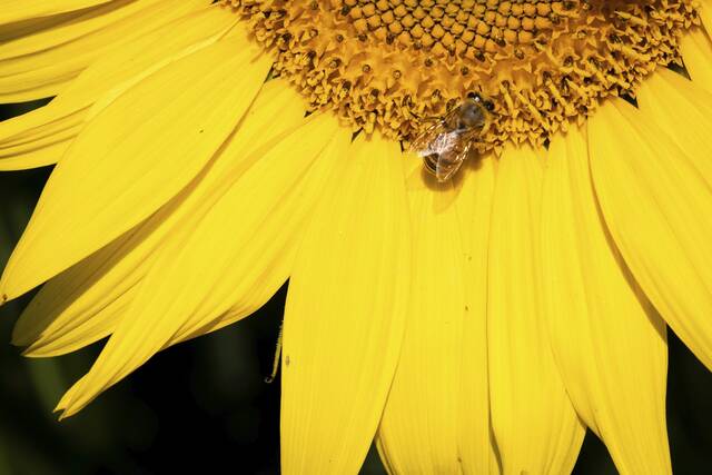 8710739_web1_gtr-lo-sunflowers005-072425